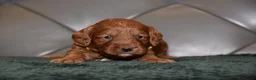 Cockapoo dogs for sale: F1 Toy Cockapoo Puppies Fully Health Tested - Advert 2