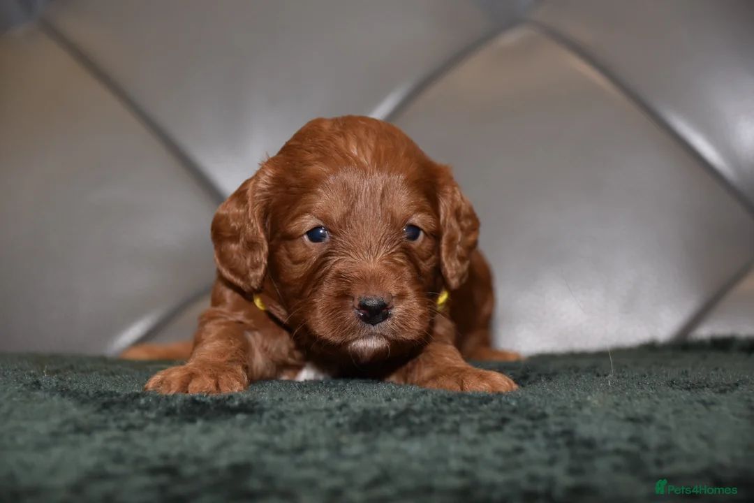 Cockapoo dogs for sale: F1 Toy Cockapoo Puppies Fully Health Tested - Advert 2