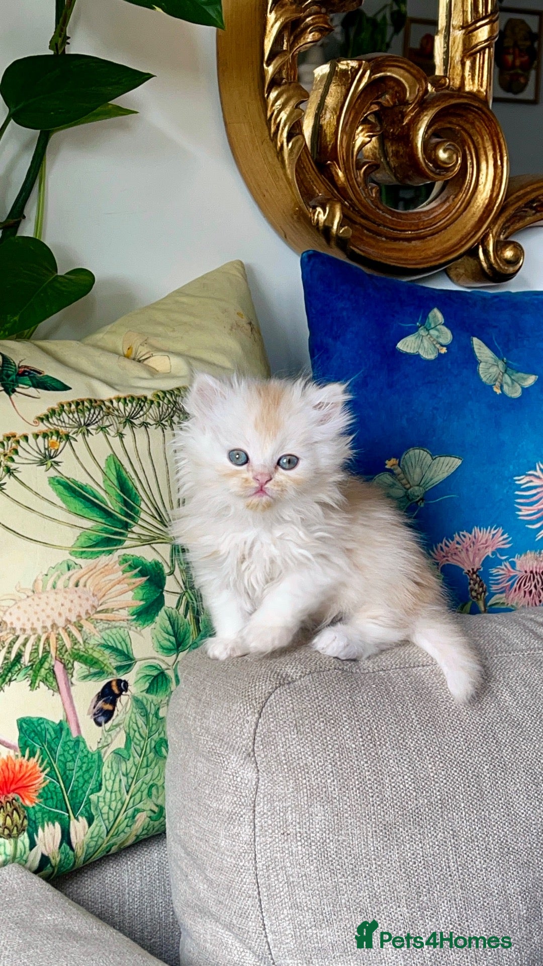 Persian cats Persian Chinchilla white golden - Advert 8
