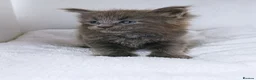 Maine Coon cats for sale: DNA health tested blue maine coon kittens - Advert 9
