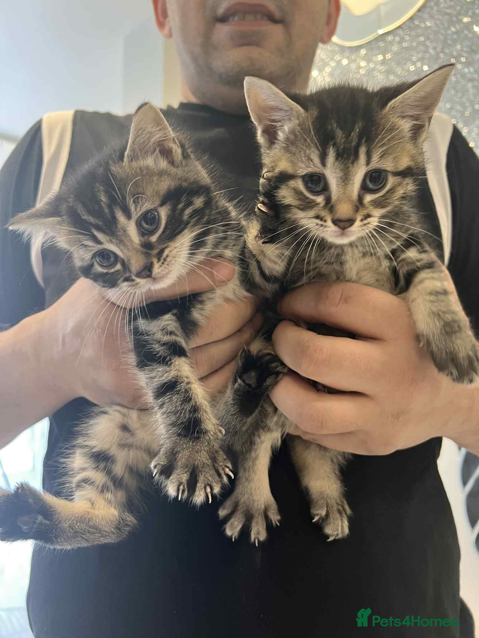 European cats Taby male kittens ready now - Advert 8