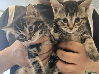 European cats Taby male kittens ready now - Advert 1