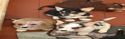 Welsh Corgi Cardigan dogs for sale: 🐶 3 pups left 🐶 Cardigan Corgi puppies 🐾 - Advert 2