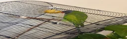 Parakeets birds for sale: Eastern Rosella in Wigan - Advert 9