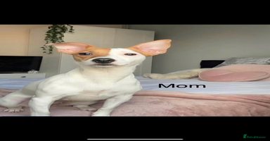 Jack Russell dogs - Advert 6