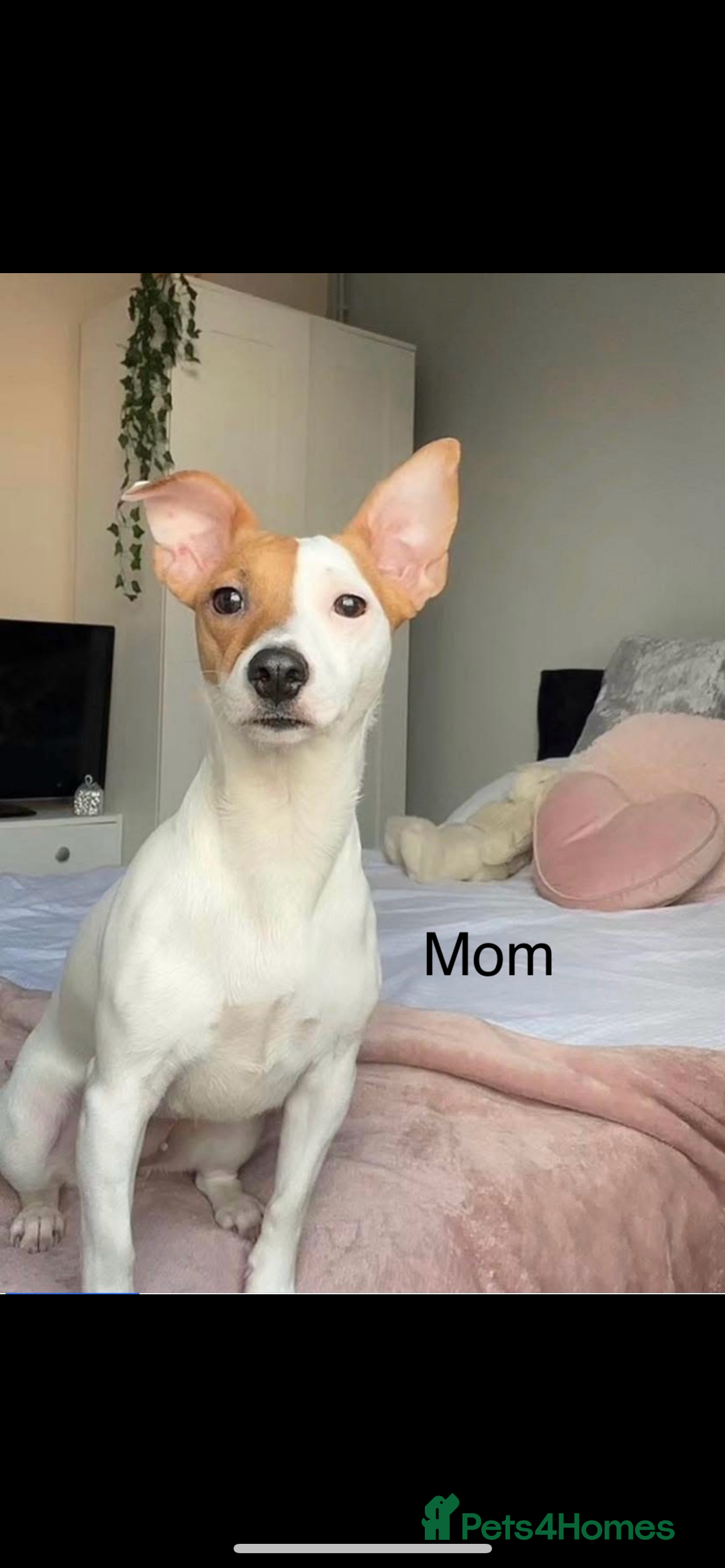 Jack Russell dogs for sale: 5 beautiful jack russel pups  - Image 3