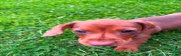 Miniature Dachshund dogs for sale: Beautiful Miniature Dachshunds 🐾 - Advert 11