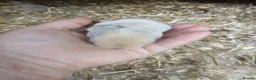 Mini Lop rabbits for sale: Waiting list for new bundles of joy  - Advert 15