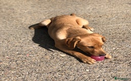 Labrador Retriever dogs for sale: Foxred/Yellow Labradors 5* Licensed Breeder in Catterick Garrison - Image 6