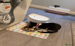 British Longhair cats for sale: Kitten for sale (Luna)  - Advert 2