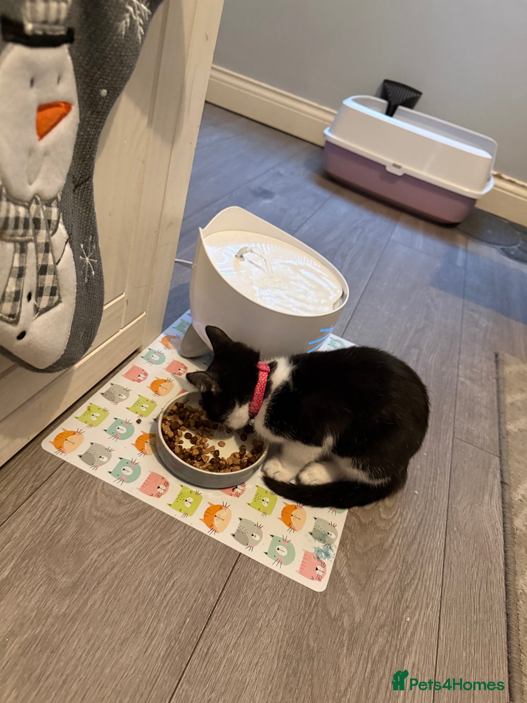 British Longhair cats for sale: Kitten for sale (Luna)  - Advert 2