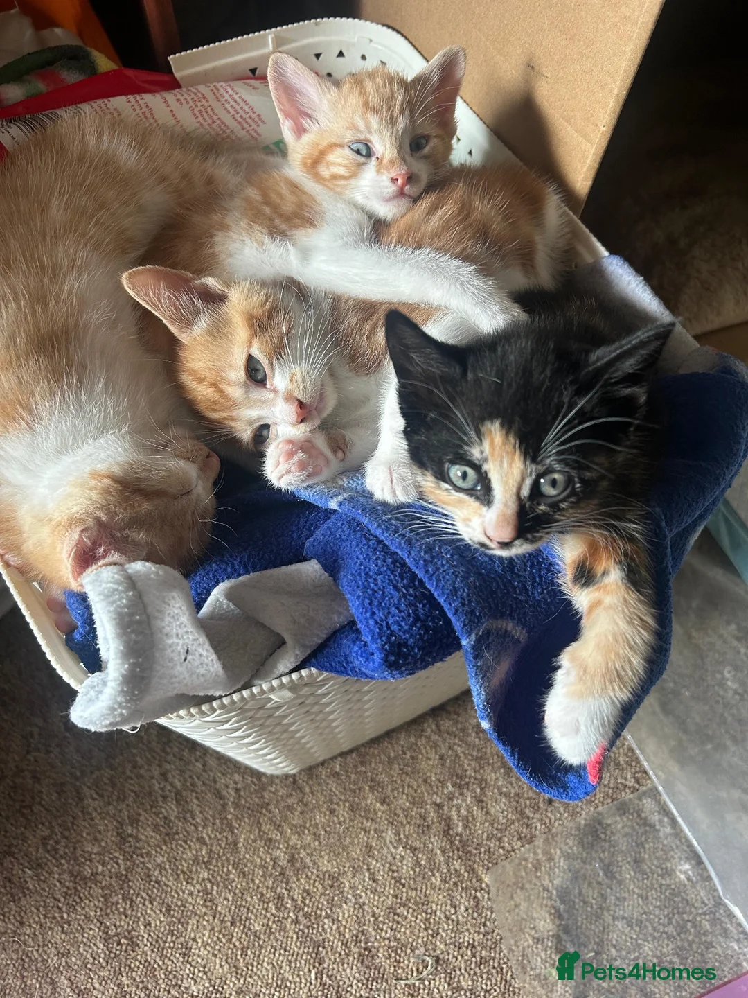 Mixed Breed cats for sale: 2 playfull cute kittens  - Advert 1