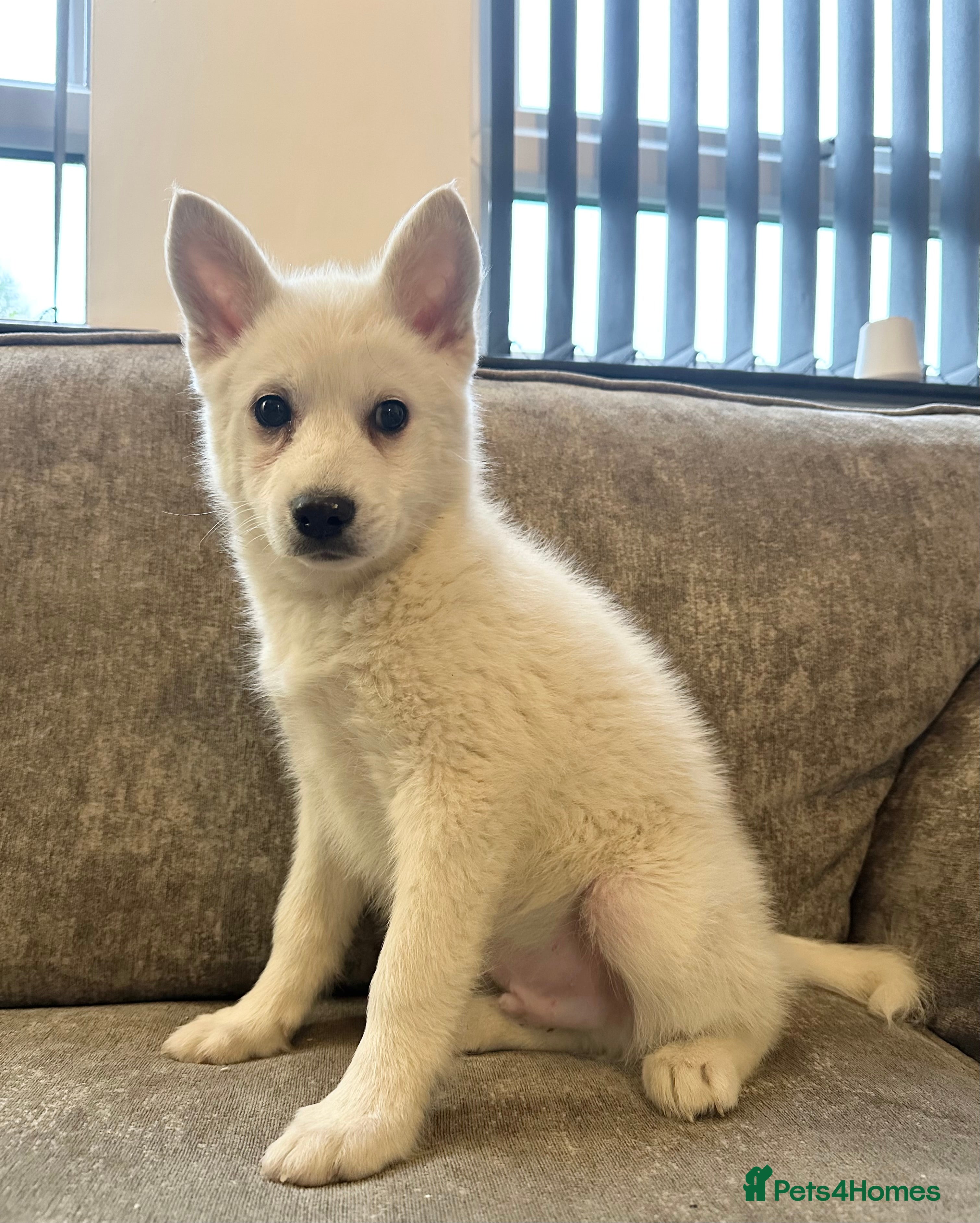 Pomsky dogs Beautiful pure whites boys - Advert 1