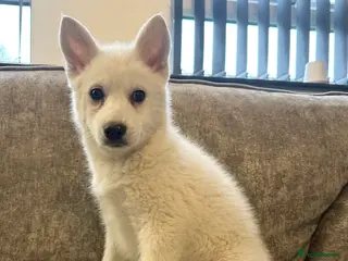 Pomsky dogs Beautiful pure whites boys - Advert 1