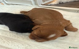 Cavalier King Charles Spaniel dogs for sale: Ruby boys kc cavalier King Charles puppies  - Image 27