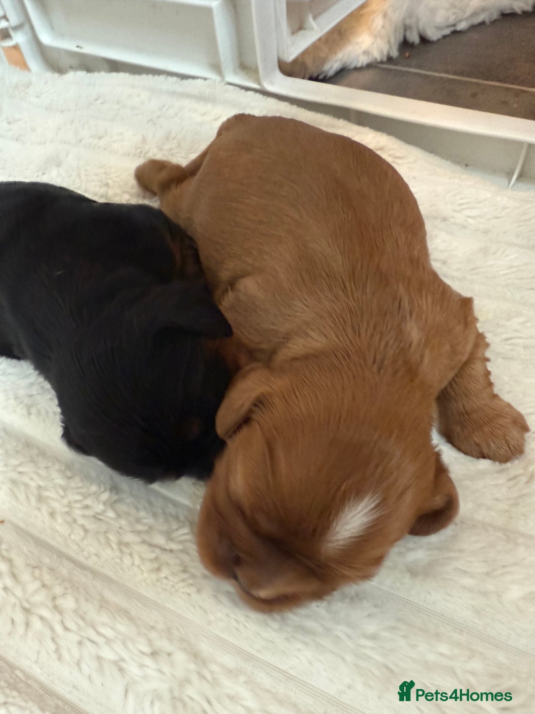 Cavalier King Charles Spaniel dogs for sale: Ruby boys kc cavalier King Charles puppies  - Image 27