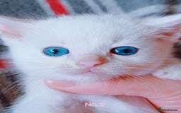 Mixed Breed cats for sale: 4 Gorgeous Pure White Kittens Available 7th Nov - Image 10