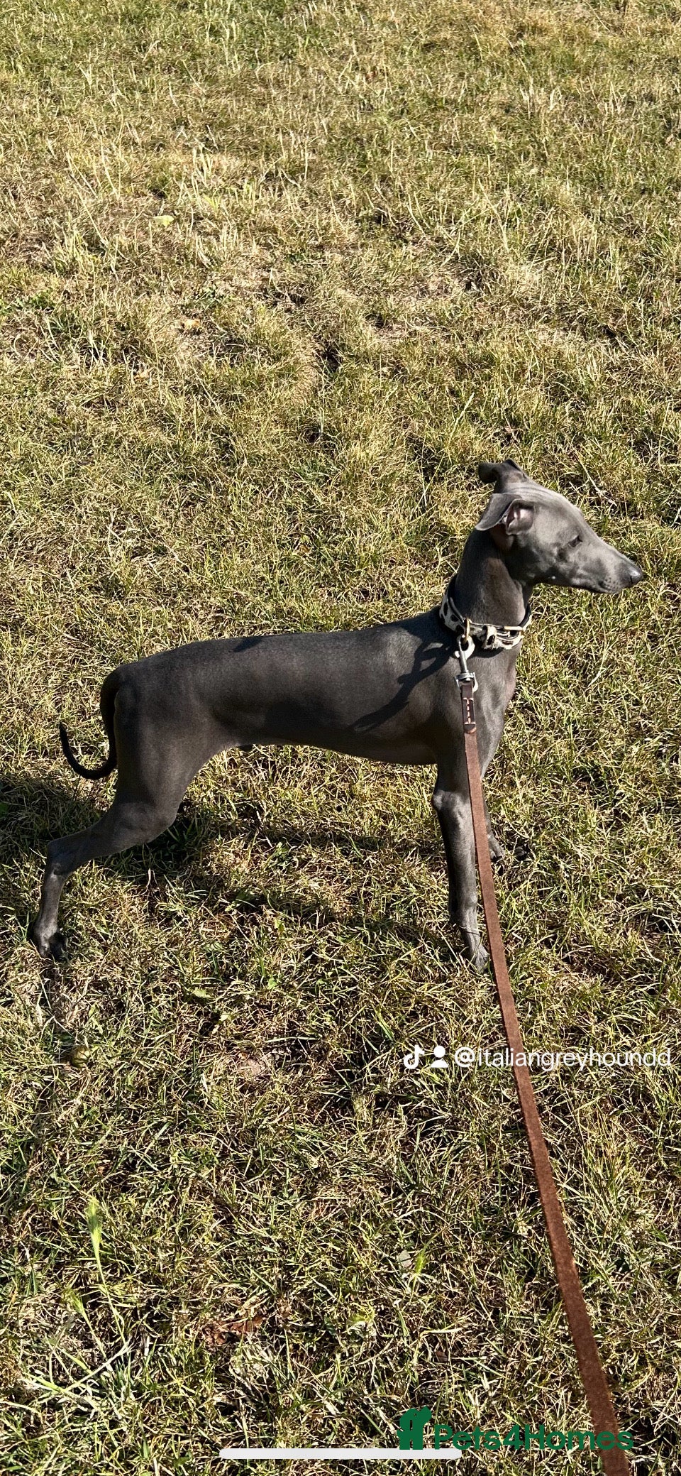 Italian Greyhound dogs Proven handsome blue Italian greyhound  in London - Advert 1