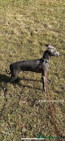 Italian Greyhound dogs in London - Advert 1