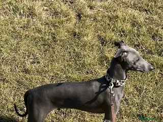 Italian Greyhound dogs Proven handsome blue Italian greyhound in London - Advert 3