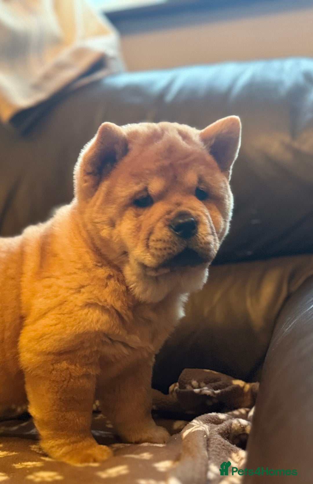 Chow Chow dogs for sale: Meet Buddy - stunning smooth - Advert 15