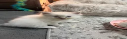 Ragdoll cats for sale: Ragdoll kittens - Advert 6