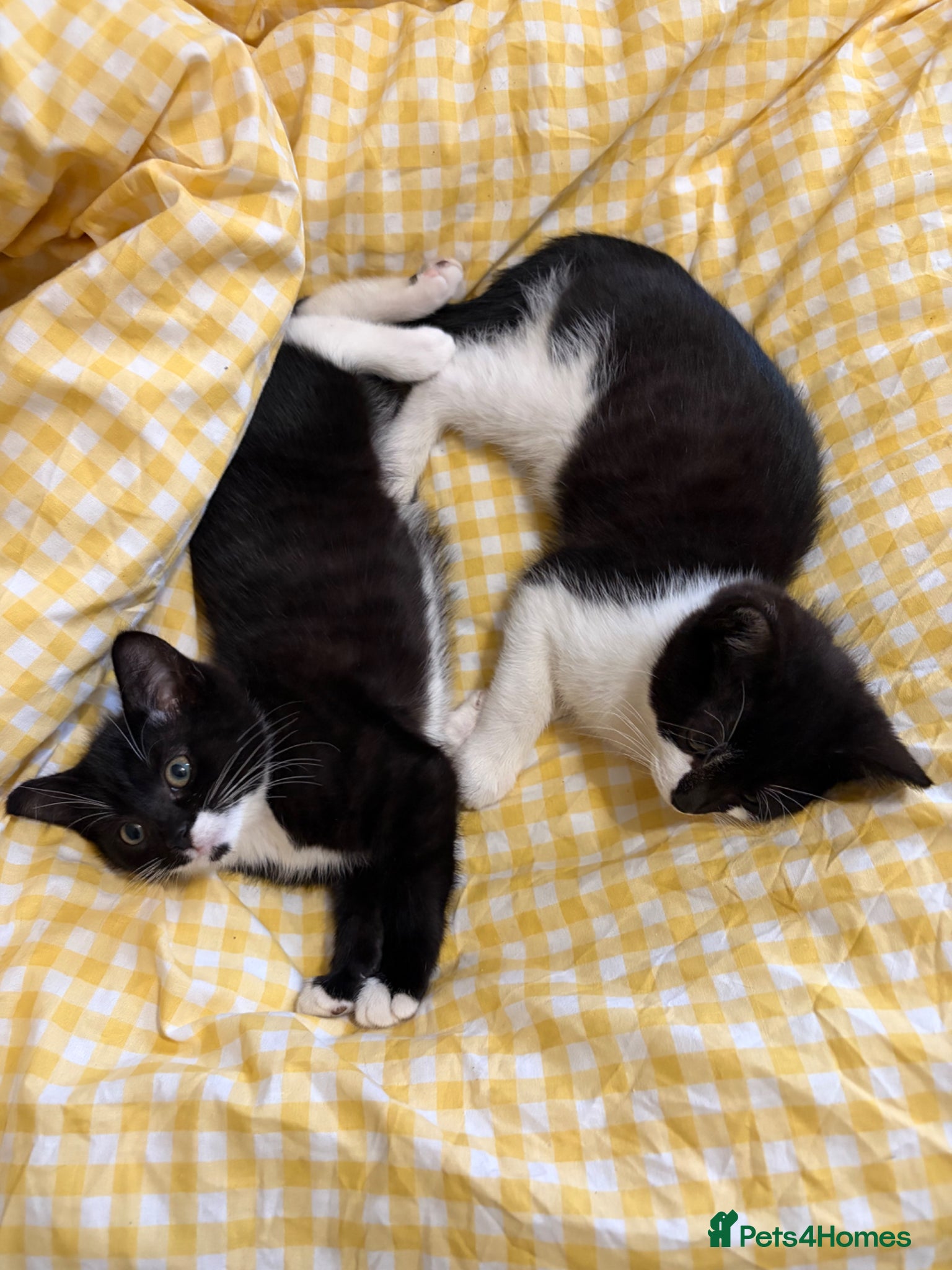 Mixed Breed cats cute black and white kittens - Advert 2