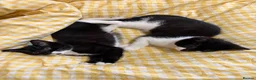 Mixed Breed cats for sale: cute black and white kittens - Advert 1