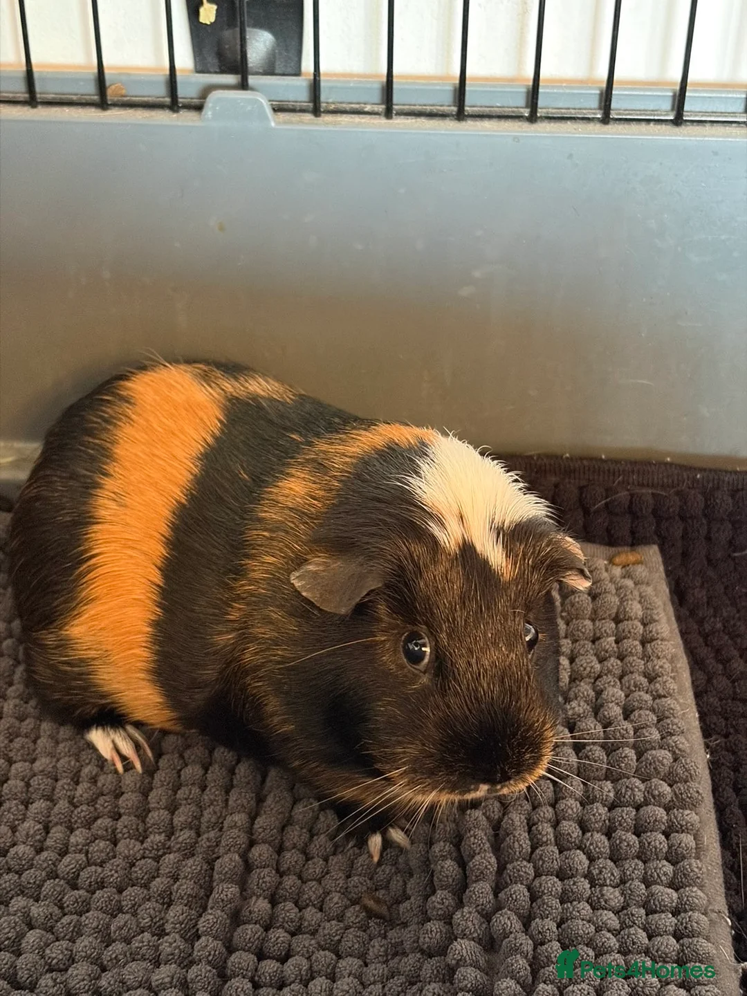 Guinea Pig rodents for sale: Bonded Guinea Pigs - Advert 4