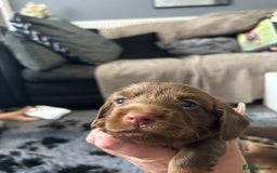 Miniature Dachshund dogs for sale: Chocolate Tan/dapple Miniature Dachsund - Image 28