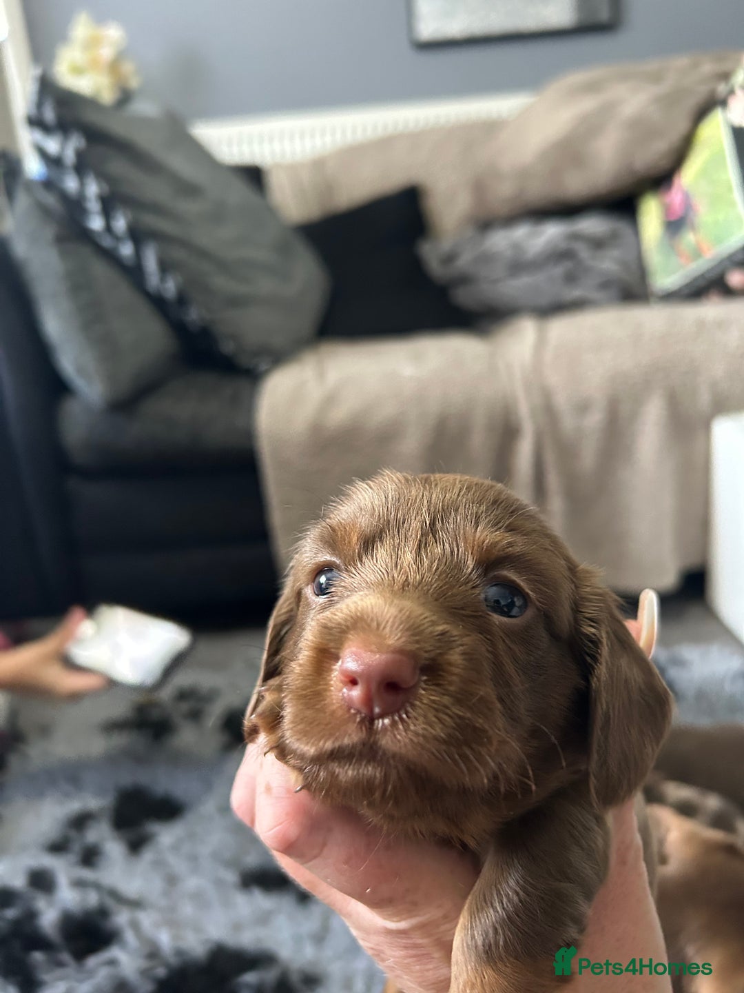 Miniature Dachshund dogs for sale: Chocolate Tan/dapple Miniature Dachsund - Image 28