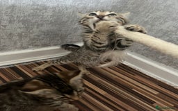 Bengal cats for sale: Bengal girls - Image 10