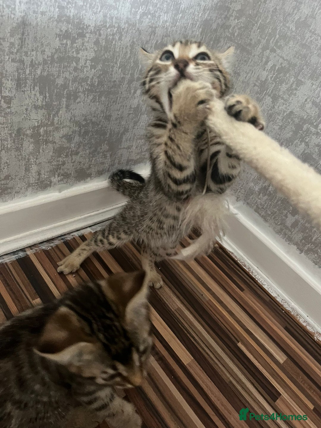 Bengal cats for sale: Bengal girls - Image 10