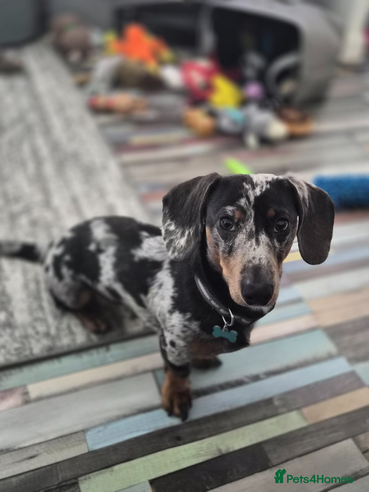 Miniature Dachshund dogs Sad Sale..please no judgement. - Advert 8