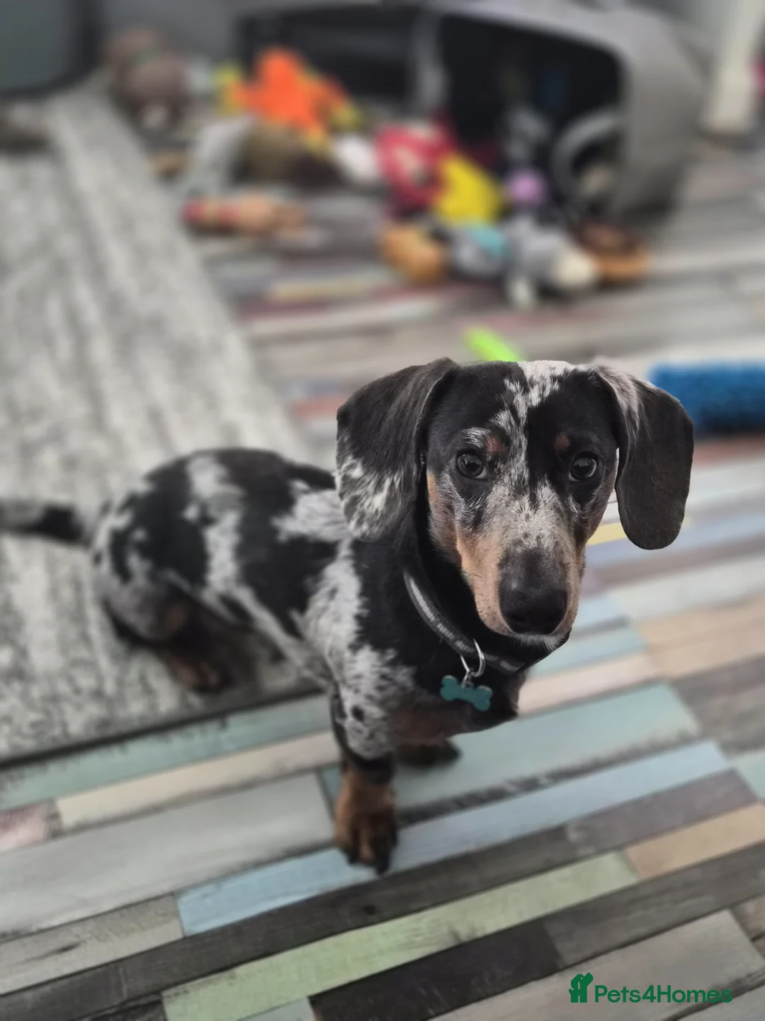 Miniature Dachshund dogs for sale: Sad Sale..please no judgement. - Advert 1