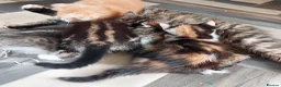 Mixed Breed cats for sale:  Beautiful fluffy playful kittens - Advert 7