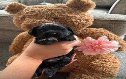 Cavapoo dogs for sale: BEAUTIFUL Toy Cavapoos! - Image 15