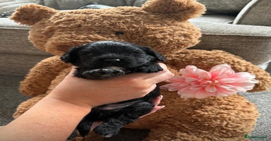 Cavapoo dogs - Advert 10