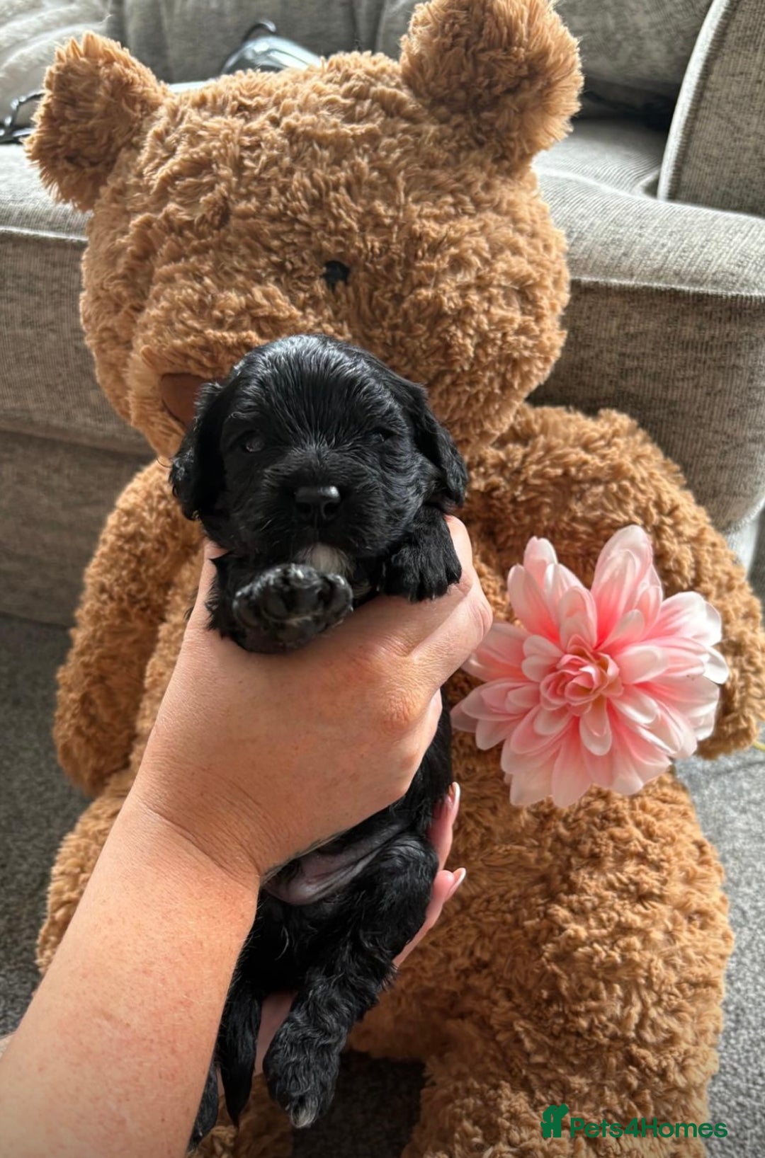 Cavapoo dogs for sale: BEAUTIFUL Toy Cavapoos! - Image 15