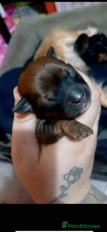 Chorkie dogs - Advert 1