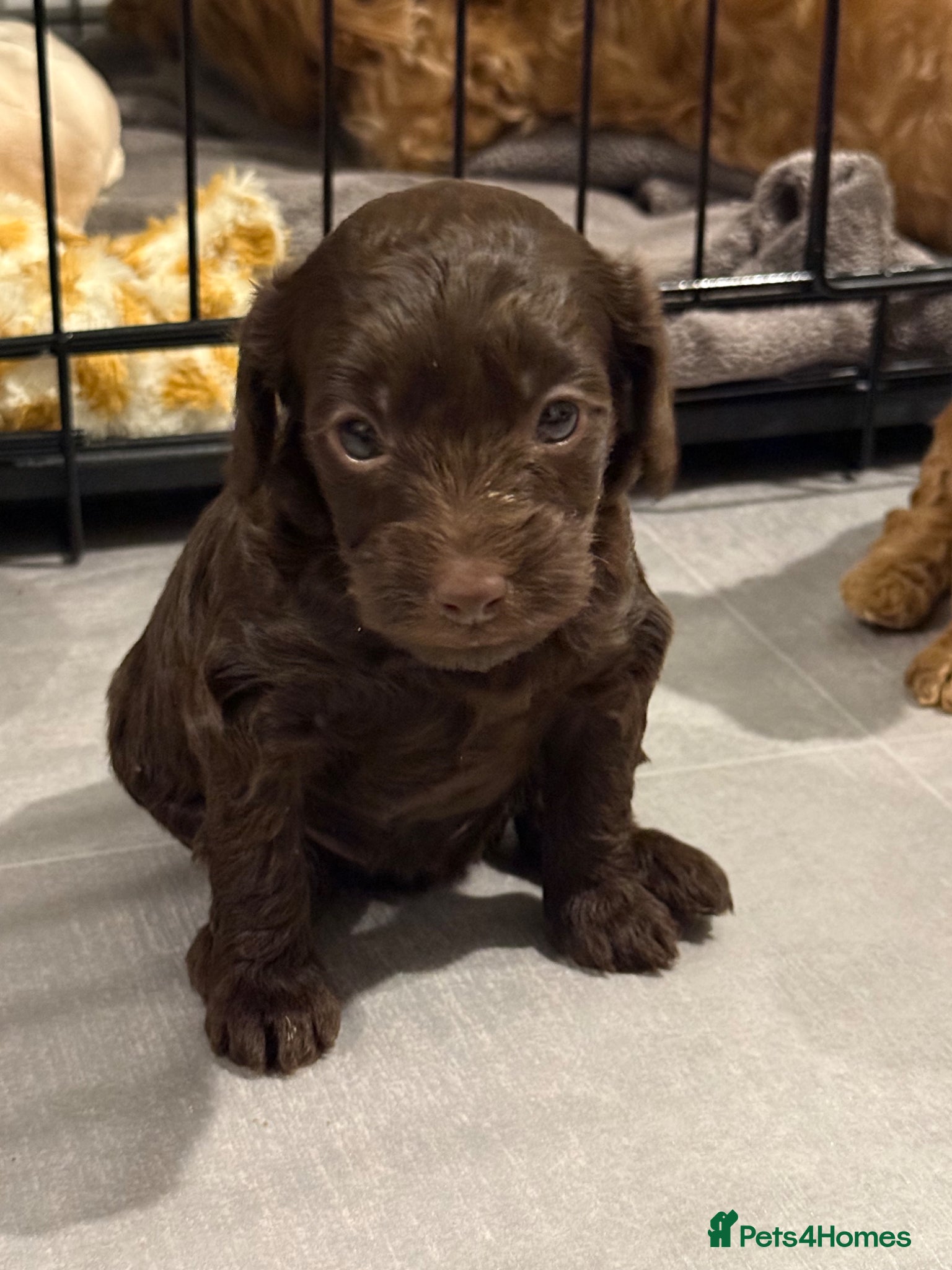 Cockapoo dogs Beautiful F2B cockapoos 🥰 - Advert 9