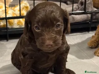Cockapoo dogs Beautiful F2B cockapoos 🥰 - Advert 9