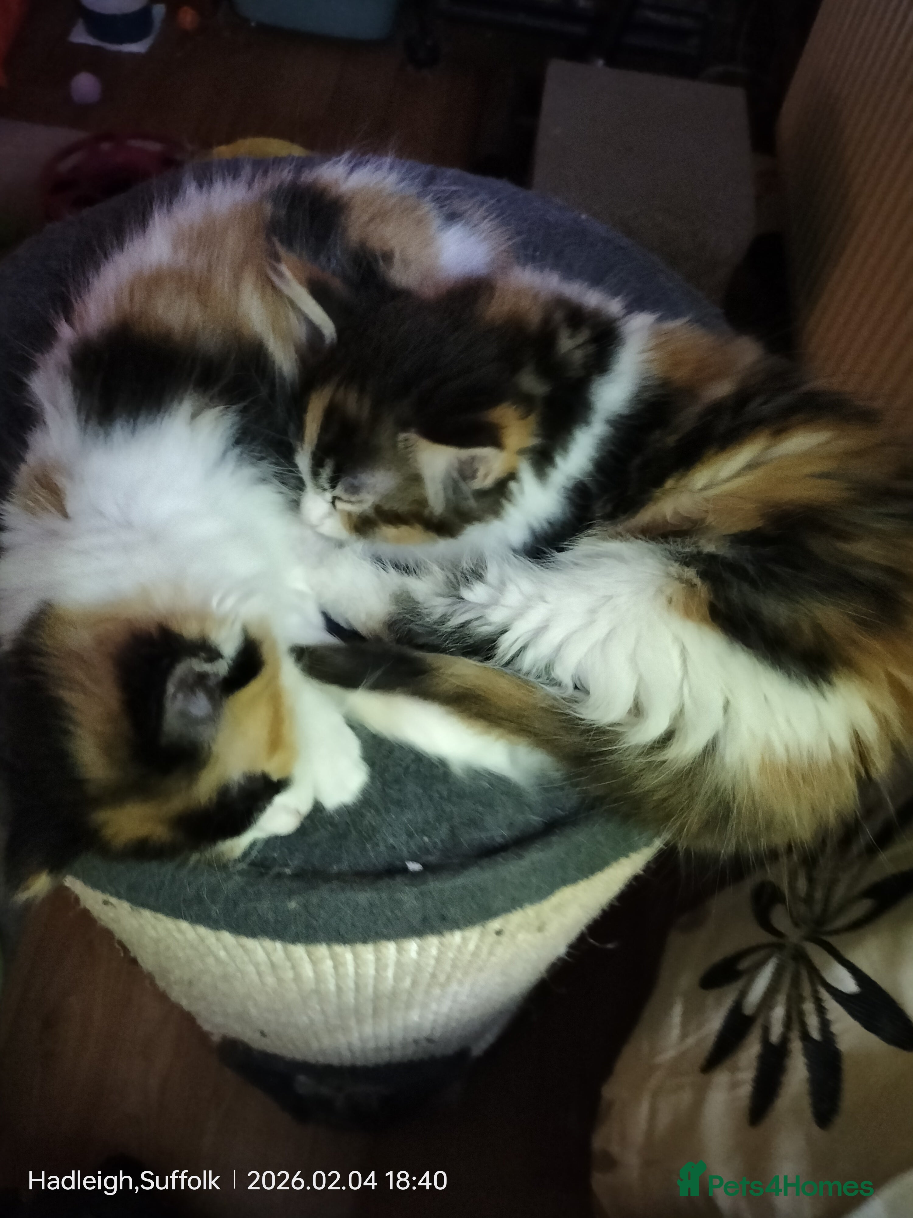 Mixed Breed cats GORGEOUS DOG AND HOOVER PROOF LONG HAIRED KITTENS - Advert 6