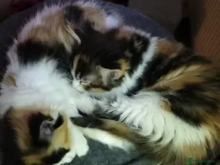 Mixed Breed cats GORGEOUS DOG AND HOOVER PROOF LONG HAIRED KITTENS - Advert 6