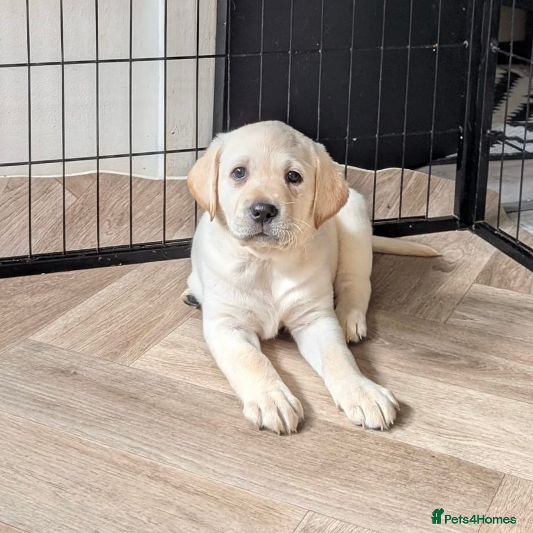 Labrador Retriever dogs for sale: Adorable Golden Labrador Puppies – 2M/2F left - Image 4