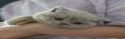 British Shorthair cats for sale: Gorgeous Pure British Shorthair Teddy Bear Kittens - Advert 30
