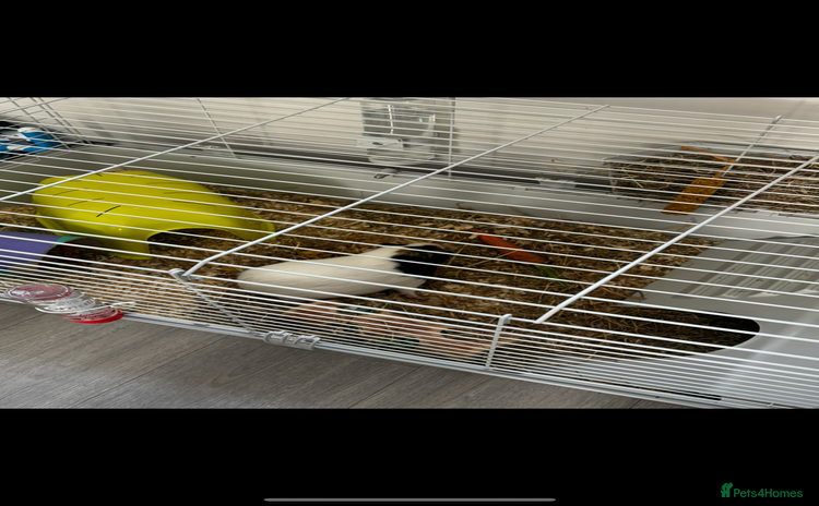 Mixed Breed rabbits - Advert 1