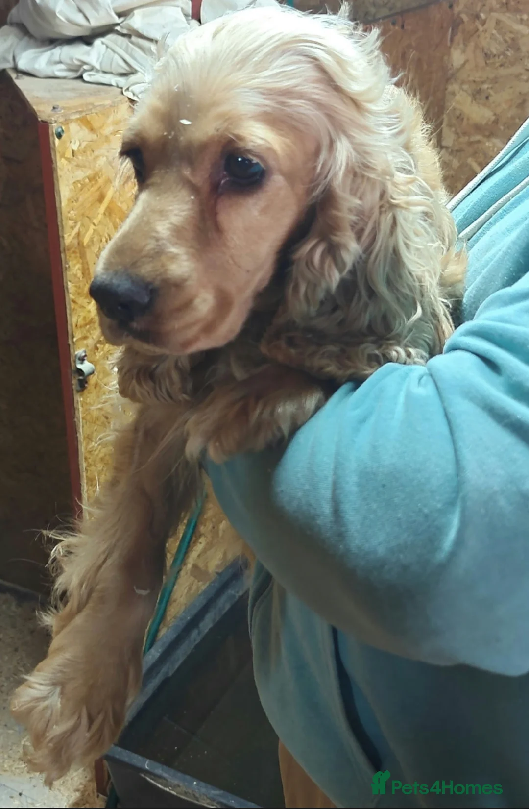 Cocker Spaniel dogs for adoption: 🐾 HAZEL – Cocker Spaniel 🐾 in West Malling - Advert 2
