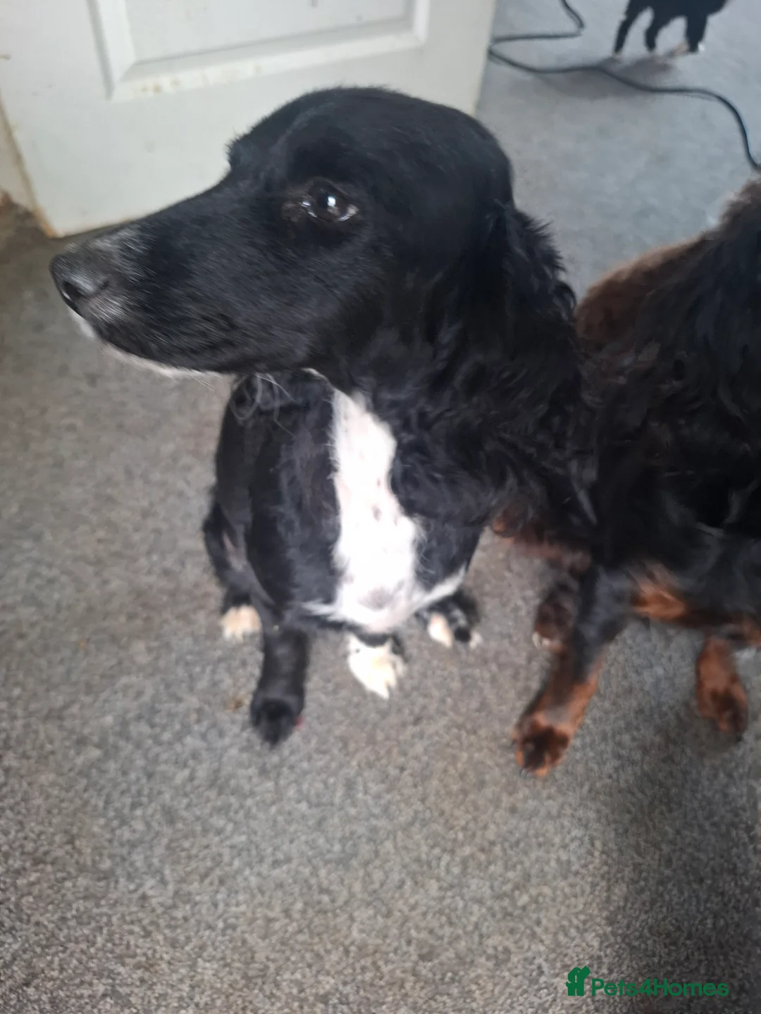 Cockapoo dogs for sale: Pups  - Advert 1