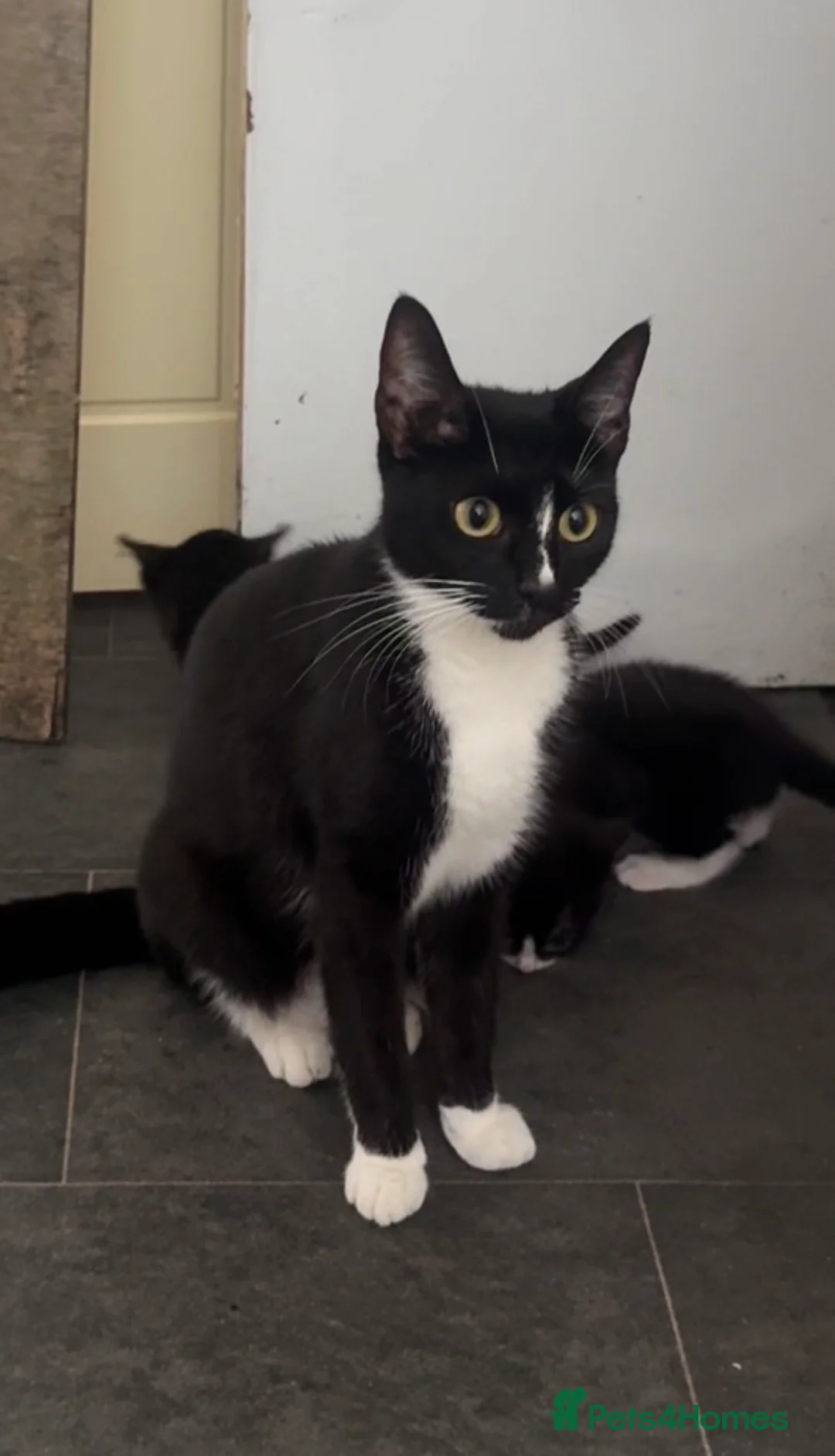 Mixed Breed cats for sale: 4 Beautiful Kittens Looking For Loving Homes in Deeside - Advert 2